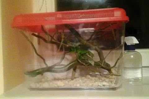 Jak urządzić terrarium dla patyczaka: gałęzie, liście i wilgotne podłoże w przezroczystym pojemniku z czerwoną pokrywą. Obok butelka ze spryskiwaczem.