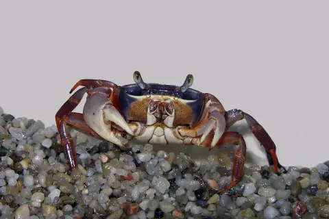 Krab tęczowy na żwirze, jego wymagania dotyczące akwarium to wilgotne środowisko i dostęp do lądu.