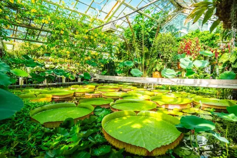 Wielkie lilie wodne w szklarni, jak w krakowskim oceanarium. Tropikalna roślinność i żółte kwiaty pod szklanym dachem.