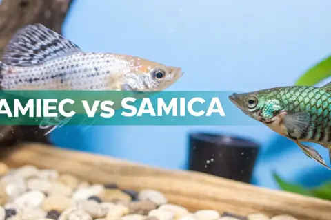 Molinezja samiec z charakterystycznym płetwą grzbietową i samica o bardziej stonowanych barwach, w akwarium.