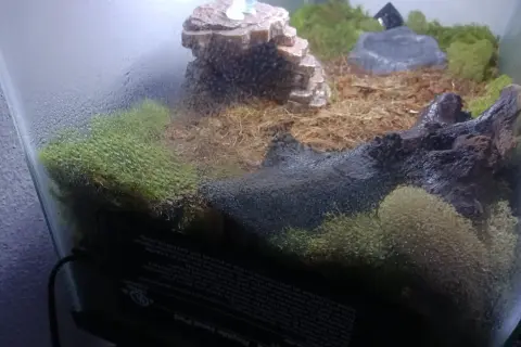 Wilgotne terrarium z mchem i korzeniami. Czy skorpion to pajęczak? Tak, skorpiony to pajęczaki, a to terrarium może być ich domem.