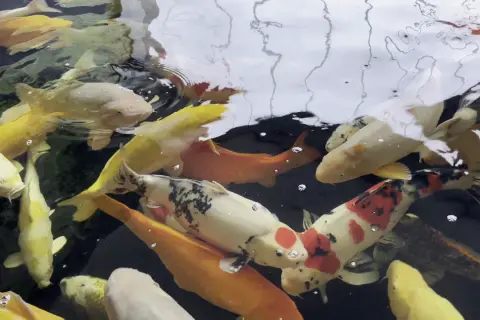 Co symbolizują rybki koi? Odkryj ich głębokie znaczenie!