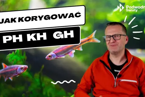 Jak podnieść pH w akwarium? Stabilne KH to klucz!