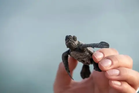 Mały żółwik w dłoni na tle błękitnego nieba.