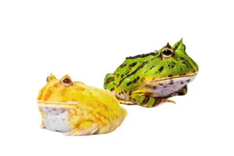Dwie żaby rogate, jedna żółta, druga zielona, czekają na swojego właściciela. Sprawdź żaba rogata cena!