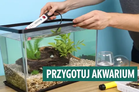 Przygotowanie akwarium domowego do przyjęcia ryb. Montaż grzałki w czystej wodzie, z roślinami i kamieniami.