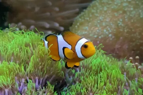 Prawdziwa cena błazenka "Nemo": Koszt rybki i akwarium morskiego