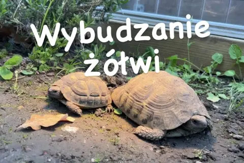 Hibernacja żółwia: poradnik krok po kroku. Czy Twój pupil jej potrzebuje?