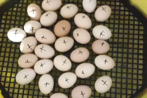 Na czarnej siatce leżą białe jaja patyczaka, niektóre z zaznaczonymi krzyżykami.