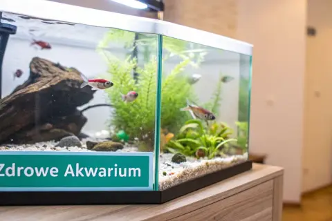 Małe rybki pływają w akwarium z zielonymi roślinami. Na froncie akwarium napis "Zdrowe Akwarium", sugerujący brak szkodliwej chloraminy.