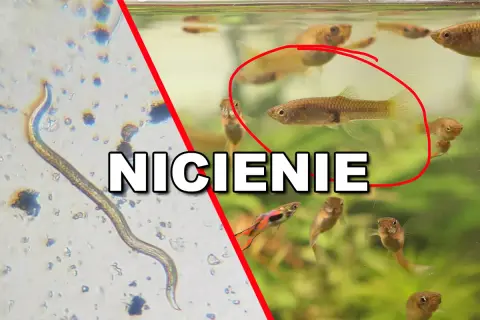 Nicienie w akwarium: mikroskopijny pasożyt obok zdrowych rybek gupik.