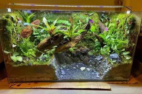 Zielone, wilgotne terrarium z korzeniami, mchem i roślinnością. Idealne dla kraba wampira, spełnia jego wymagania dotyczące środowiska.