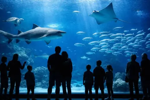 Największe oceanarium nad morzem? Przewodnik 2026 i przyszli giganci