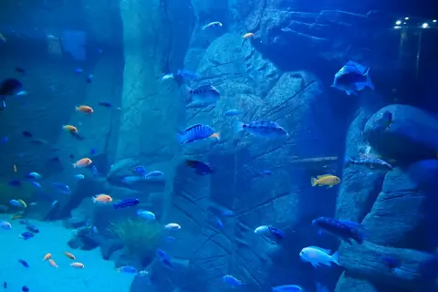 Największe oceanarium w Krakowie? Odkryj TOP 3 w Polsce!