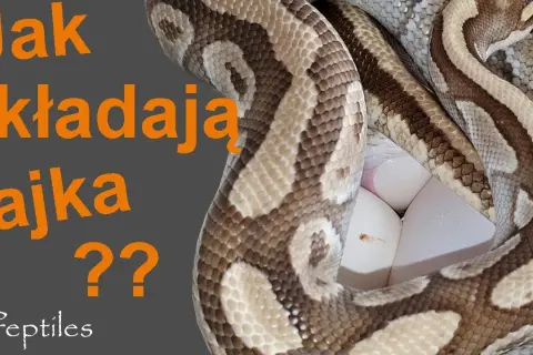 Czy węże wykluwają się z jaj? Prawda o 3 strategiach rozrodu