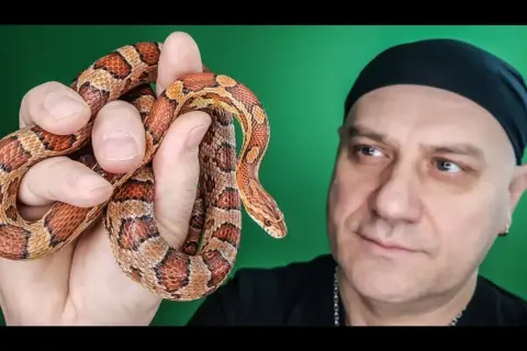 Wąż dla początkujących? Wybierz gatunek, poznaj koszty i zacznij hodowlę!