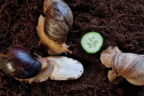 Trzy ślimaki olbrzymie na ciemnej ziemi, jeden z nich zbliża się do plasterka ogórka.