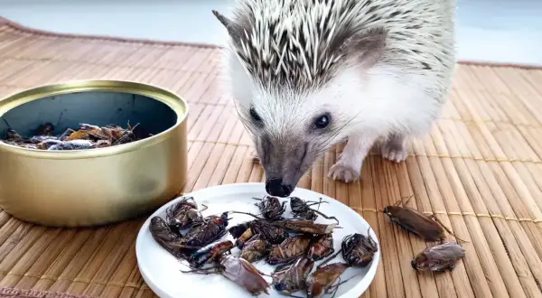 Mały jeż z zaciekawieniem przygląda się talerzowi pełnemu owadów. Widać, co jedzą jeże - to ich naturalny przysmak!