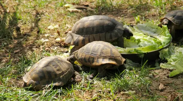 Trzy żółwie greckie, różnej wielkości, ucztują na sałacie.