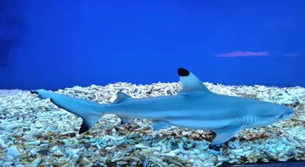 Oceanarium w Niechorzu: Czy warto? Opinie, ceny i porady