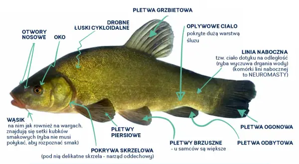 Szczegółowy opis budowy lina, gatunku ryby słodkowodnej, z zaznaczonymi płetwami, linią boczną i wąsikami.