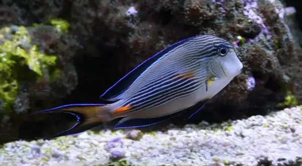 Ryba w paski z niebieską obwódką płetw, pływająca w akwarium. Sprawdź oceanarium Jastrzębia Góra cennik.