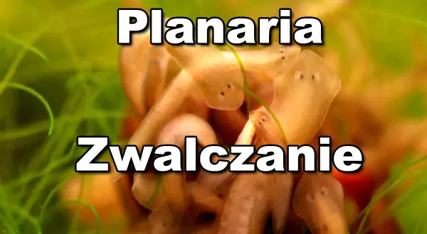 Wypławki w akwarium. Planaria - zwalczanie tych niechcianych lokatorów.
