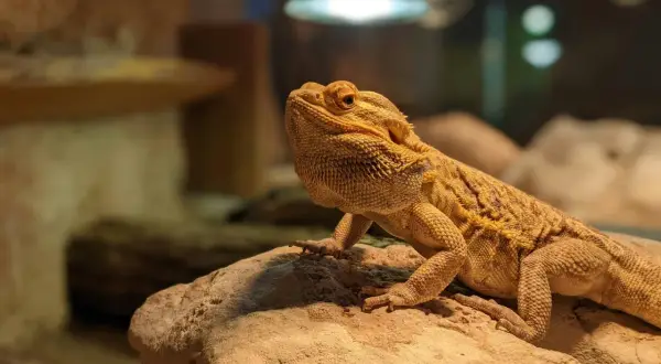 Pomarańczowa agama brodata na skale, ciekawa świata. Ile żyje taka agama? Nawet 15 lat!