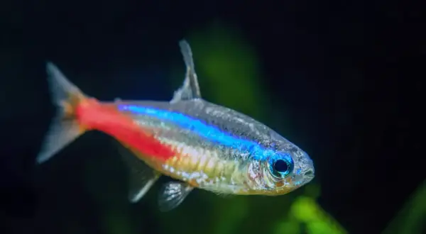Neonowy tetra fluo z niebiesko-czerwonym pasem. Poznaj jego wymagania akwariowe.