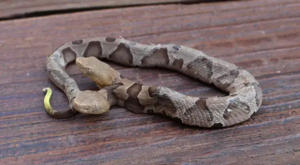 Dwie głowy węża miedzianki (copperhead) na drewnianym tle. Jedna głowa jest lekko uniesiona, druga spoczywa niżej.