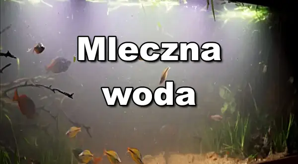 Mętna woda w akwarium, gdzie pływają ryby i widoczne są pierwotniaki.