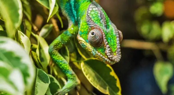 Zielony kameleon wśród liści. Zastanawiasz się, ile kosztuje kameleon? Ten okaz wygląda na bardzo cennego.