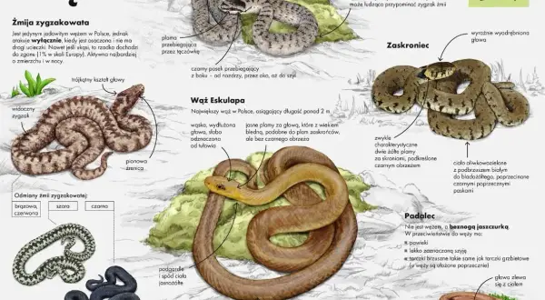 Zaskroniec i żmija zygzakowata, dwa węże w Polsce. Zaskroniec ma żółte plamy, żmija zygzakowata – zygzak na grzbiecie.