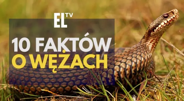 Czy wąż jest gadem? Tak! Poznaj fakty i rozwiej mity