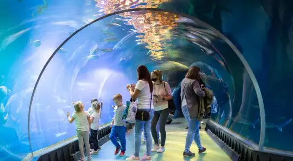 Bon Turystyczny Afrykarium Wrocław? Nie! Ale jak zaoszczędzić na biletach?