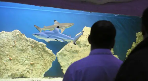 Blue City: Oceanarium 3D czy prawdziwe ryby? Alternatywy!