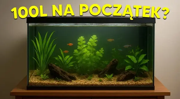 Obsada akwarium 100l: Sprawdzone gatunki i gotowe pomysły!