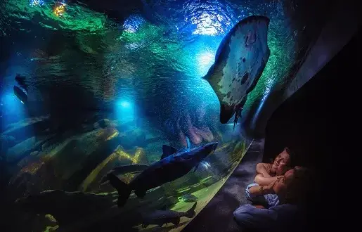 Oceanarium Międzyzdroje: Czy warto? Ceny, opinie, praktyczne porady