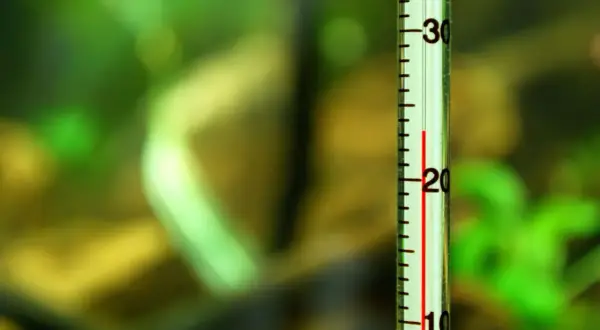 Termometr w akwarium pokazuje temperaturę wody. Czerwona linia wskazuje około 22 stopni Celsjusza.