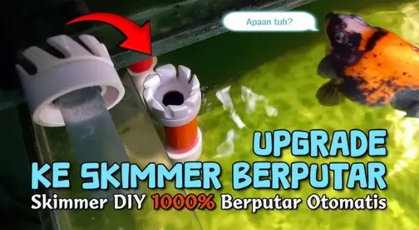 Jak zbudować skimmer do akwarium? Poradnik DIY i oszczędność!