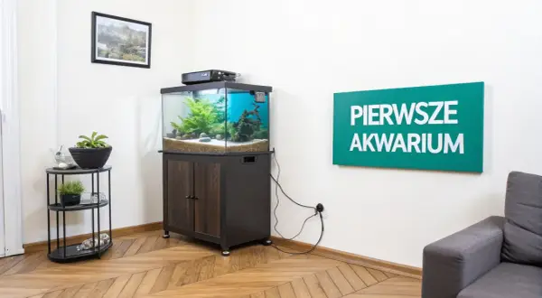 Jak ułożyć kamienie w akwarium? Zobacz aranżację z zieloną roślinnością i kamieniami, która tworzy naturalne środowisko.