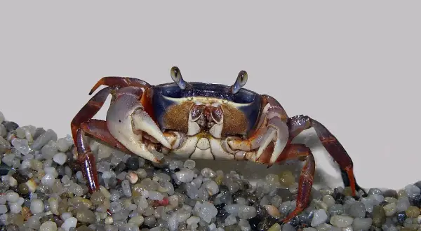 Krab tęczowy na żwirze, jego wymagania dotyczące akwarium to wilgotne środowisko i dostęp do lądu.