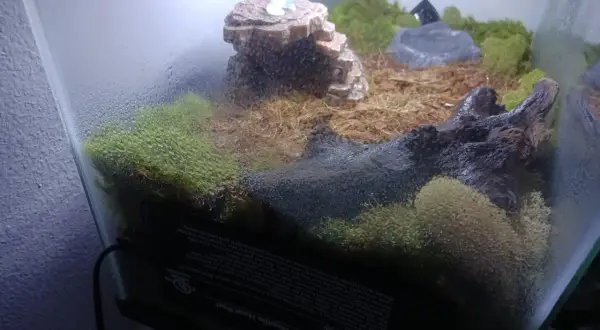 Wilgotne terrarium z mchem i korzeniami. Czy skorpion to pajęczak? Tak, skorpiony to pajęczaki, a to terrarium może być ich domem.