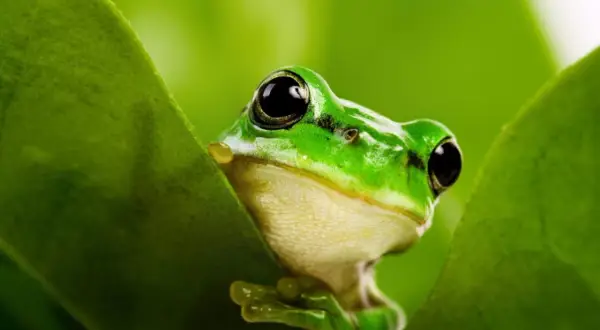 Zielona żaba domowa z wielkimi oczami wychyla się zza liścia.