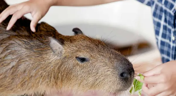 Kapibara zjada liść sałaty podany przez człowieka. To pokazuje, co jedzą kapibary.