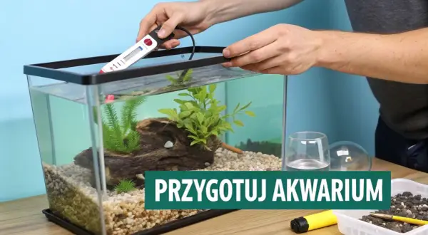 Przygotowanie akwarium domowego do przyjęcia ryb. Montaż grzałki w czystej wodzie, z roślinami i kamieniami.