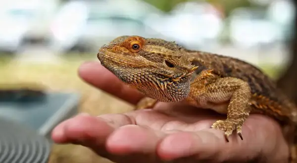 Agama brodata na dłoni. Zastanawiasz się nad jej zakupem? Sprawdź, jaka jest aktualna agama brodata cena.