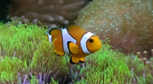 Prawdziwa cena błazenka "Nemo": Koszt rybki i akwarium morskiego