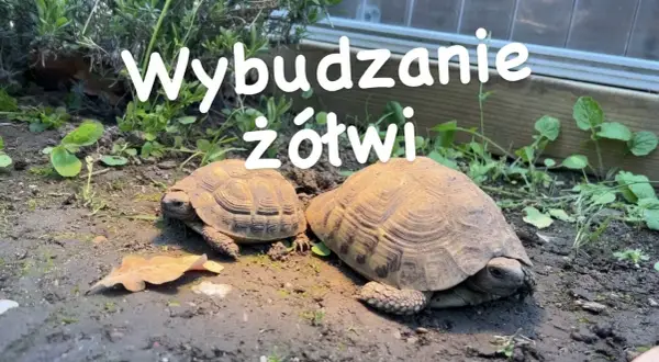 Hibernacja żółwia: poradnik krok po kroku. Czy Twój pupil jej potrzebuje?
