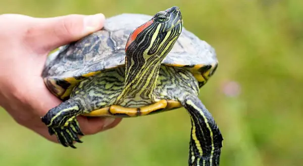 Żółwie w Polsce: błotny czy czerwonolicy? Rozpoznaj i pomóż!